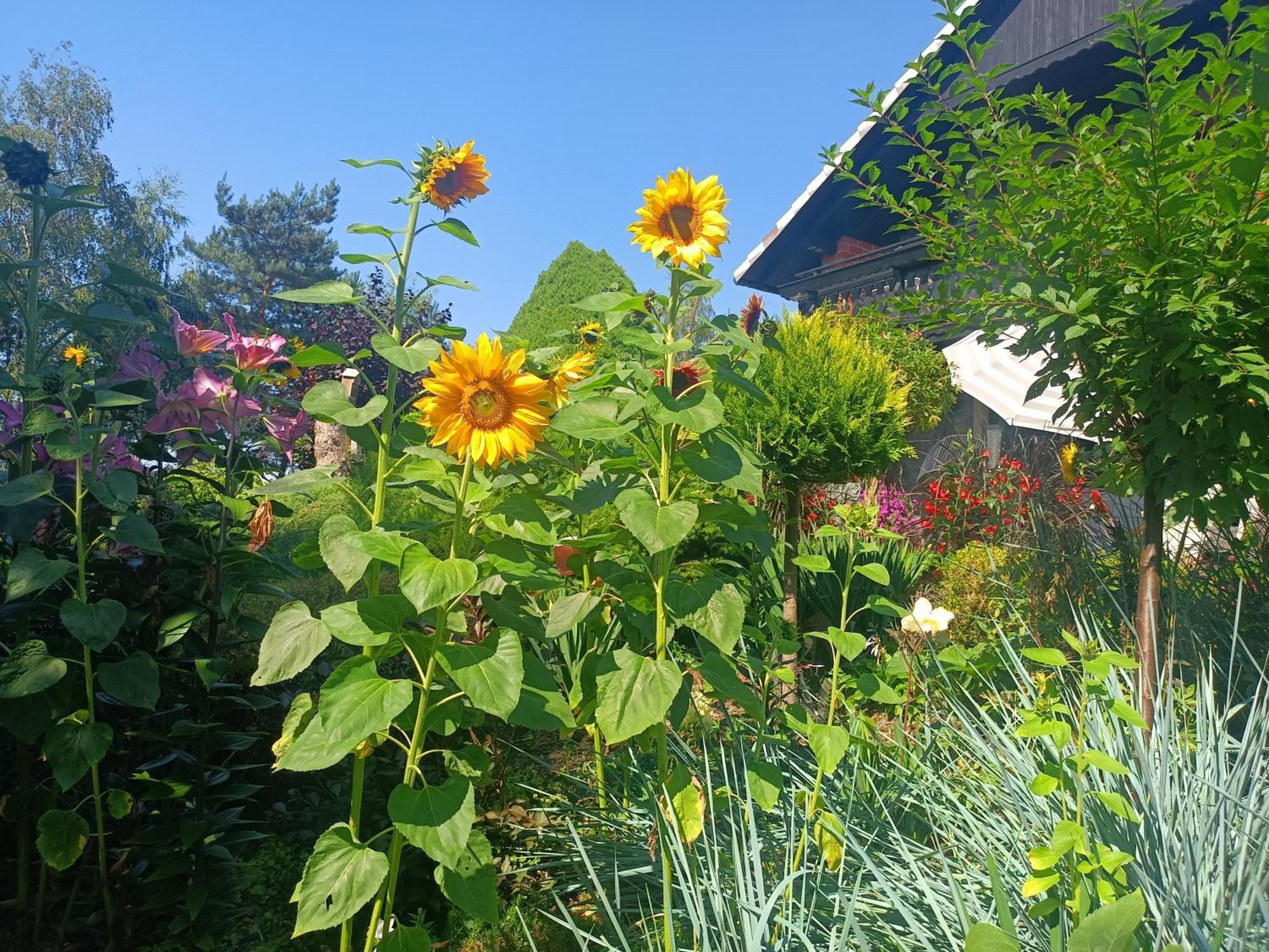 Hortus Apartament Z Klimatyzacja Boleslawiec  Εξωτερικό φωτογραφία